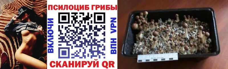 хочу Лакинск Псилоцибиновые грибы мицелий